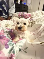Drama, a female Miniature Schnauzer for sale in Tucson, AZ – 1 of 3