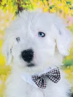 BOY BLUE (2 Blue Eyes), a male Old English Sheepdog for sale in Fort Worth, TX – Photo 2 of 10