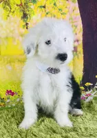 BOY BLUE (2 Blue Eyes), a male Old English Sheepdog for sale in Fort Worth, TX – Photo 3 of 10