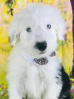 BOY BLUE (2 Blue Eyes), a male Old English Sheepdog for sale in Fort Worth, TX – Photo 5 of 10