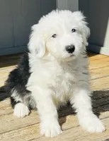BOY BLUE (2 Blue Eyes), a male Old English Sheepdog for sale in Fort Worth, TX – Photo 6 of 10