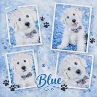 BOY BLUE (2 Blue Eyes), a male Old English Sheepdog for sale in Fort Worth, TX – Photo 1 of 10