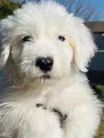BOY BLUE (2 Blue Eyes), a male Old English Sheepdog for sale in Fort Worth, TX – Photo 8 of 10