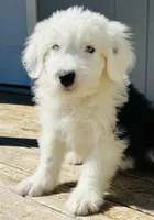 BOY BLUE (2 Blue Eyes), a male Old English Sheepdog for sale in Fort Worth, TX – Photo 7 of 10