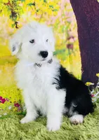 BOY BLUE (2 Blue Eyes), a male Old English Sheepdog for sale in Fort Worth, TX – Photo 4 of 10