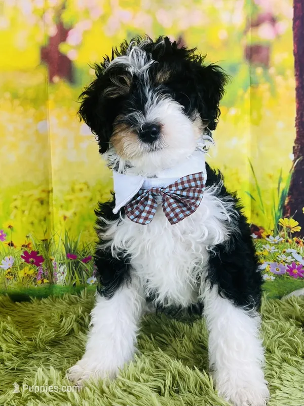 BUG  – Miniature Bernedoodle puppy for sale in Fort Worth, TX