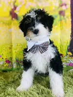BUG , a male Miniature Bernedoodle for sale in Fort Worth, TX – Photo 2 of 7
