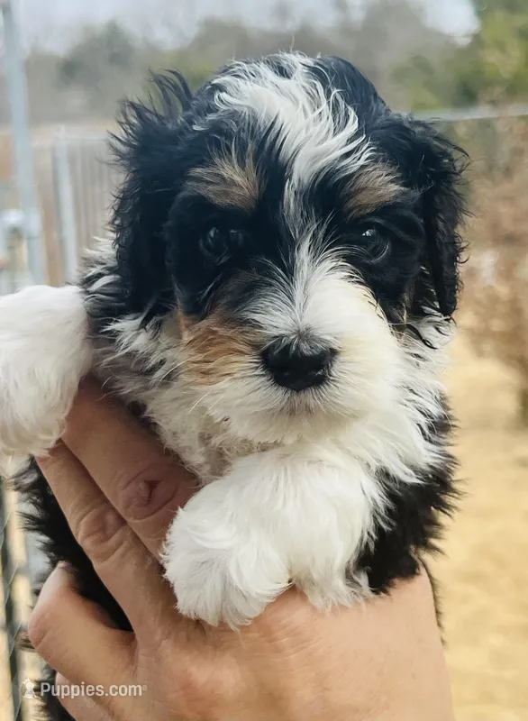 #5 TINY Bottle Baby Boy