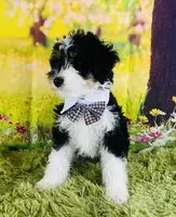 BUG , a male Miniature Bernedoodle for sale in Fort Worth, TX – Photo 3 of 7