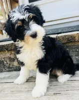 BUG , a male Miniature Bernedoodle for sale in Fort Worth, TX – Photo 5 of 7