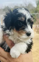 #5 TINY Bottle Baby Boy, a male Miniature Bernedoodle for sale in Fort Worth, TX – Photo 2 of 6