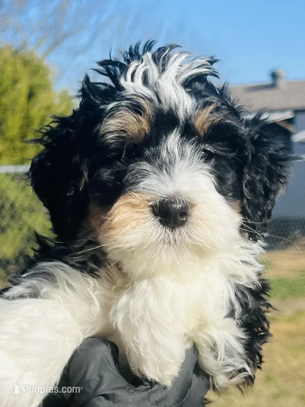 #5 TINY Bottle Baby Boy