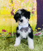 BUG , a male Miniature Bernedoodle for sale in Fort Worth, TX – Photo 4 of 7