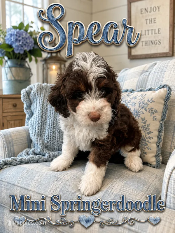 MINI Spear Boy – Springer Doodle puppy for sale in Fort Worth, TX