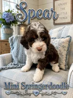 MINI Spear Boy, a male Springer Doodle for sale in Fort Worth, TX – 1 of 5