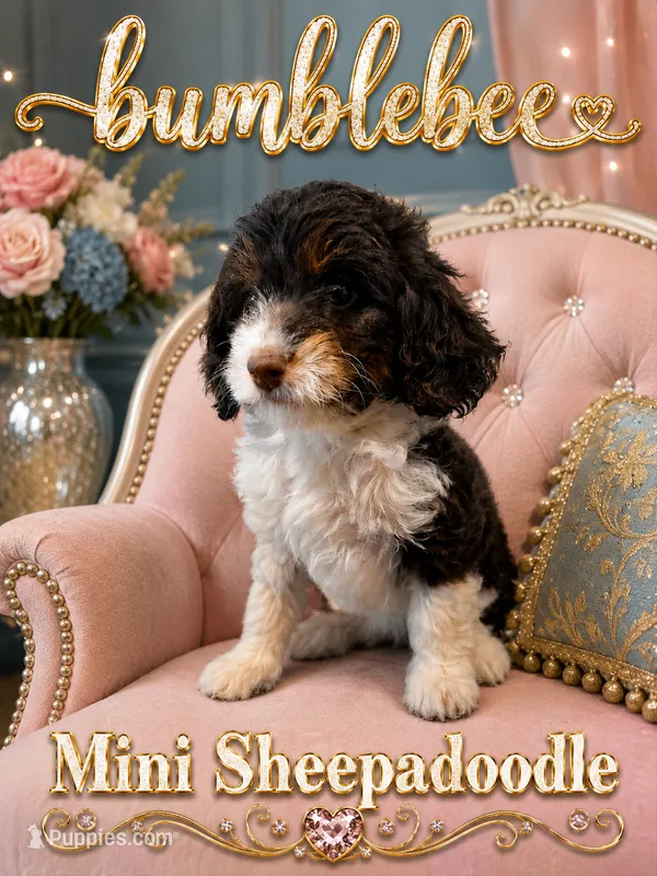 MINI BumbleBee Girl – Springer Doodle puppy for sale in Fort Worth, TX