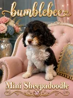 MINI BumbleBee Girl, a female Springer Doodle for sale in Fort Worth, TX – 1 of 5
