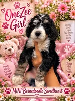 OneZee, a female Bernedoodle for sale in Fort Worth, TX – 1 of 1