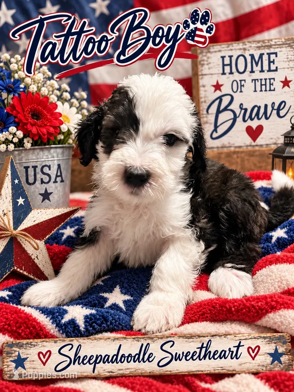 TATTOO – Sheepadoodle puppy for sale in Fort Worth, TX