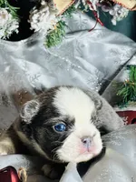 Dash - Blue Husky Panda, a male French Bulldog for sale in Fort Worth, TX – Photo 7 of 8