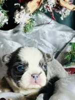 Dash - Blue Husky Panda, a male French Bulldog for sale in Fort Worth, TX – Photo 6 of 8