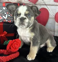 Dash - Blue Husky Panda, a male French Bulldog for sale in Fort Worth, TX – Photo 2 of 8
