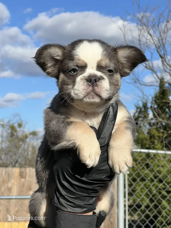 Dash - Blue Husky Panda