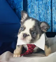 Dash - Blue Husky Panda, a male French Bulldog for sale in Fort Worth, TX – Photo 3 of 8