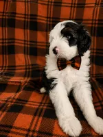 CASH BOY (MINI), a male Sheepadoodle for sale in Fort Worth, TX – 2 of 6