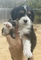 #6 GIRL Bottle Baby, a female Miniature Bernedoodle for sale in Fort Worth, TX – Photo 1 of 6