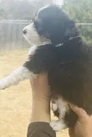 #6 GIRL Bottle Baby, a female Miniature Bernedoodle for sale in Fort Worth, TX – Photo 2 of 6