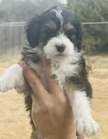 #6 GIRL Bottle Baby, a female Miniature Bernedoodle for sale in Fort Worth, TX – Photo 3 of 6