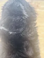 #6 GIRL Bottle Baby, a female Miniature Bernedoodle for sale in Fort Worth, TX – Photo 6 of 6