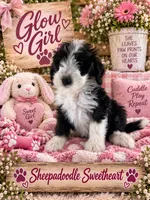 GLOW, a female Sheepadoodle for sale in Fort Worth, TX – 5 of 8