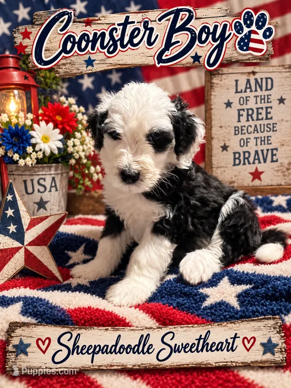 COONSTER – Sheepadoodle puppy for sale in Fort Worth, TX