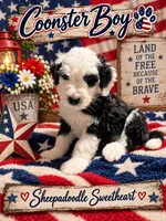 COONSTER, a male Sheepadoodle for sale in Fort Worth, TX – 6 of 7