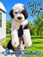 TADPOLE, a male Sheepadoodle for sale in Fort Worth, TX – 1 of 7