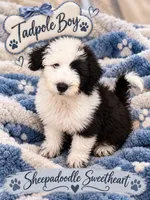 TADPOLE, a male Sheepadoodle for sale in Fort Worth, TX – 3 of 7