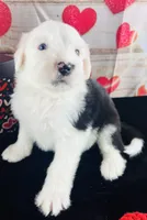 #7 GIRL, a female Old English Sheepdog for sale in Fort Worth, TX – Photo 3 of 7