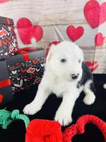 #7 GIRL, a female Old English Sheepdog for sale in Fort Worth, TX – Photo 4 of 7