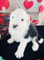 #7 GIRL, a female Old English Sheepdog for sale in Fort Worth, TX – Photo 2 of 7