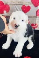 #7 GIRL, a female Old English Sheepdog for sale in Fort Worth, TX – Photo 5 of 7