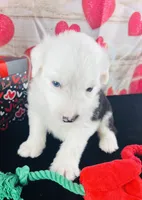 #7 GIRL, a female Old English Sheepdog for sale in Fort Worth, TX – Photo 1 of 7