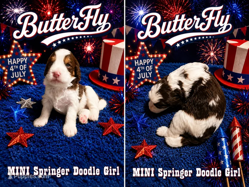 MINI ButterFly Girl – Springer Doodle puppy for sale in Fort Worth, TX