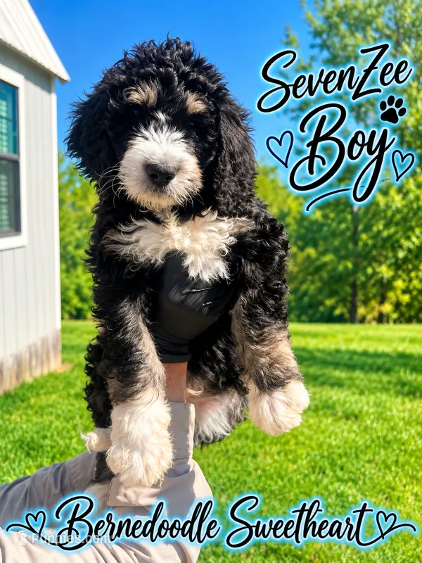 SevenZee – Bernedoodle puppy for sale in Fort Worth, TX
