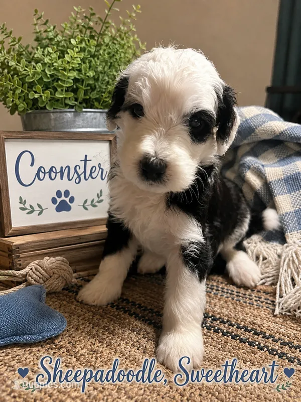 COONSTER – Sheepadoodle puppy for sale in Fort Worth, TX