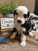 COONSTER, a male Sheepadoodle for sale in Fort Worth, TX – 1 of 1
