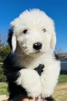 #12 BOY (2 Blue Eyes), a male Old English Sheepdog for sale in Fort Worth, TX – Photo 4 of 9
