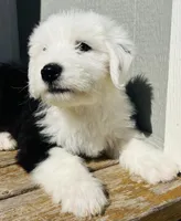 #12 BOY (2 Blue Eyes), a male Old English Sheepdog for sale in Fort Worth, TX – Photo 2 of 9