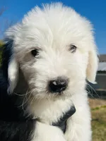 #12 BOY (2 Blue Eyes), a male Old English Sheepdog for sale in Fort Worth, TX – Photo 5 of 9